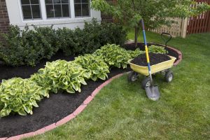 Quality Local Lawn Care by Experts