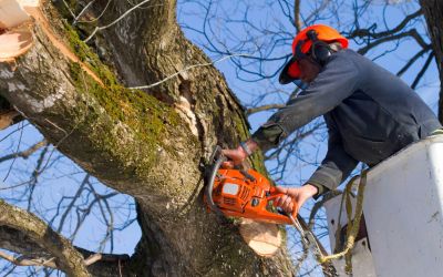 Lawn Maintenance Professionals